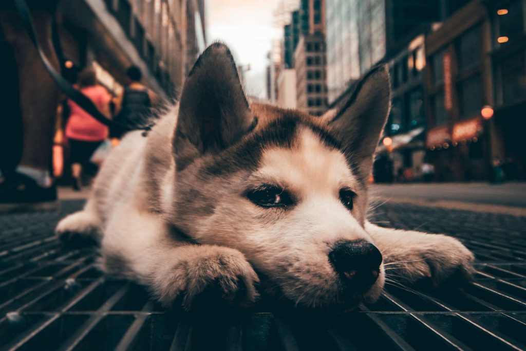 疲れている犬
